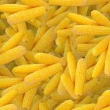 Sweet-Corn-24-thumb