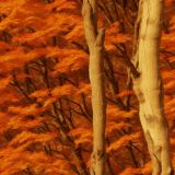 Tactical-Blaze-Camo-43