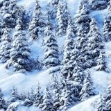 Tactical-Camo-Evergreen-Winter