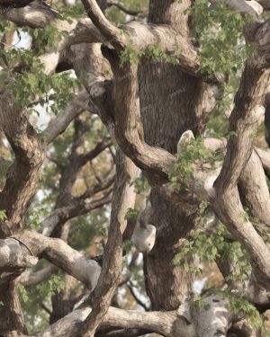 Tactical Tree Camouflage 49