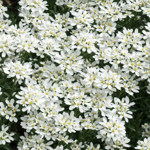 Tahoe Candytuft Flowers