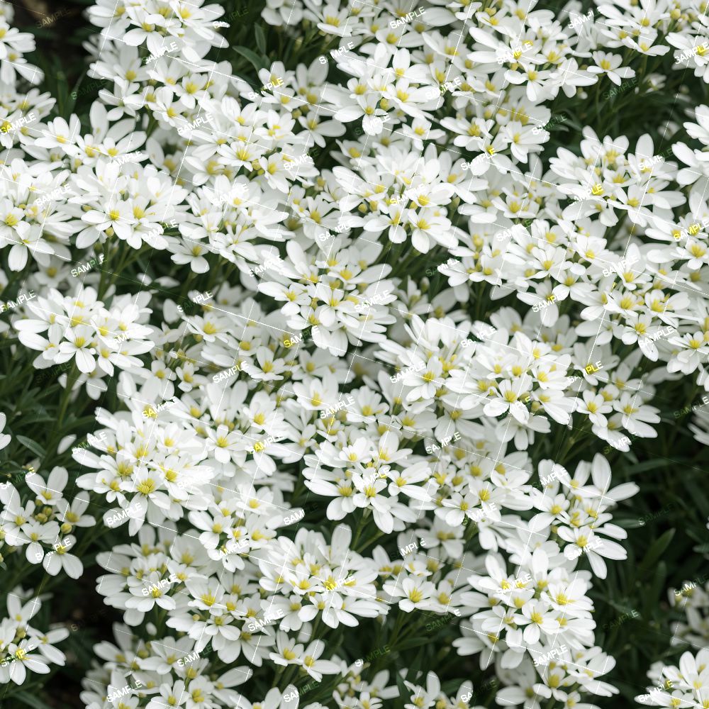 Tahoe Candytuft Flowers