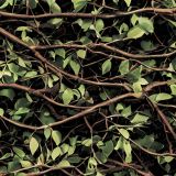 Tangled-Vines-Camo
