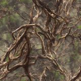 Tangletree-Camo