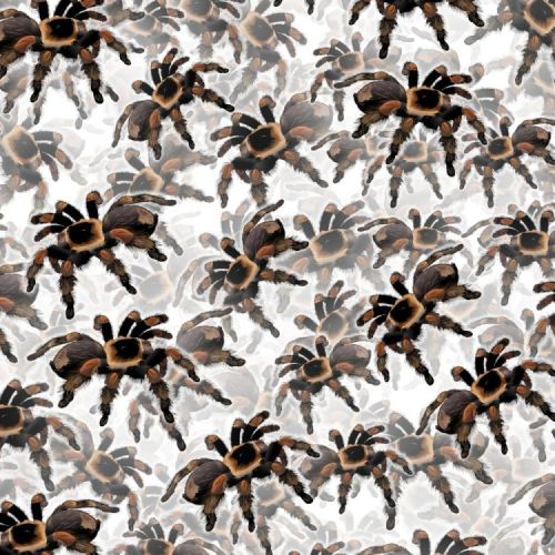Tarantulas 22