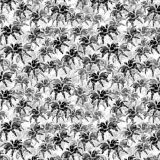 Tarantulas-25.jpg