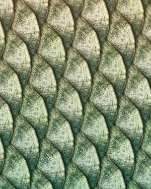 Tarpon Fish Scales 22