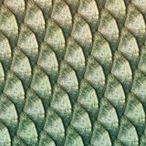 Tarpon-Fish-Scales-22-thumb.jpg