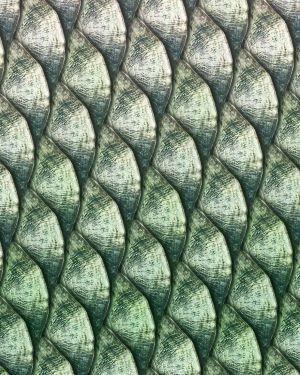 Tarpon Fish Scales 23