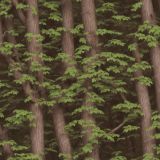 Tatical-Camo-Deep-Woods