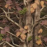 Tatical-Camo-Kaniga
