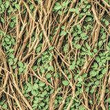 Thicket-42