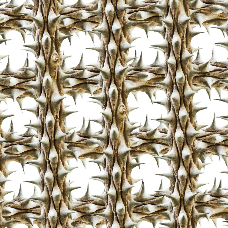 Thorny Vines 25