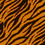 Tiger-Stripes-44-1