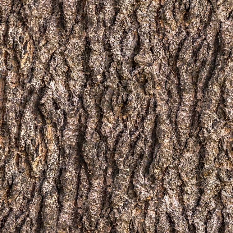 Tree Bark 34