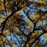 Tree-Stand-23-Camo