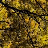Tree-Stand-24-Camo
