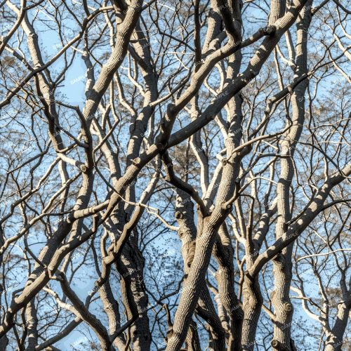 Tree Stand Camouflage 43
