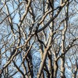 Tree-Stand-Camo-43