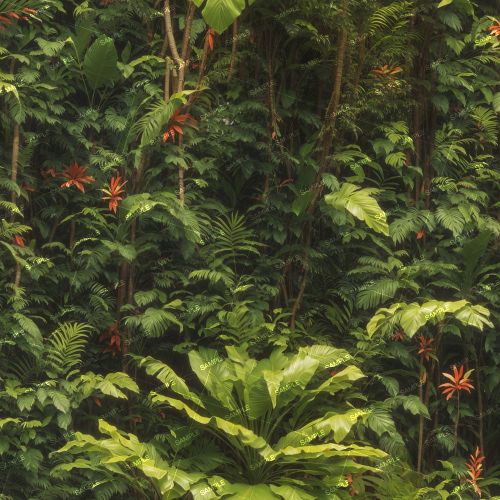 Tropical Forest 42