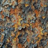 True-Bark-24-Camo.jpg