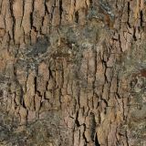 True-Bark-27