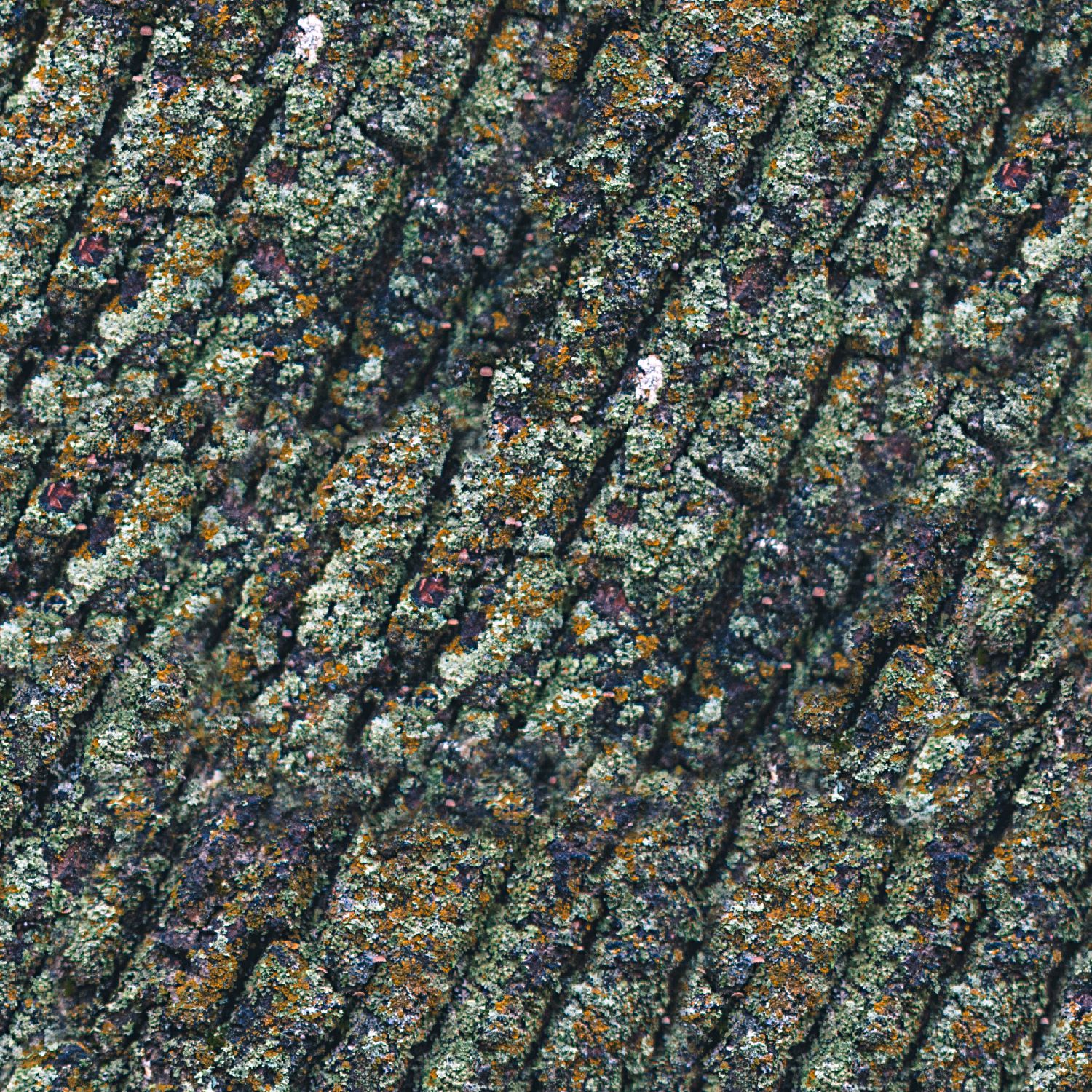 True North Mossy Oak