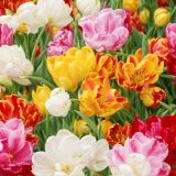 Tulips-42