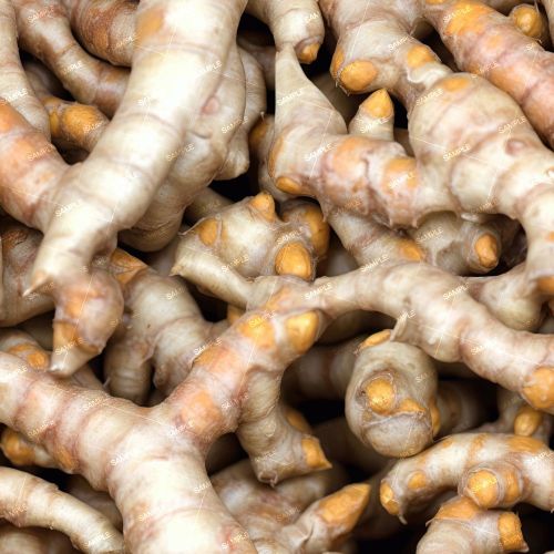 Turmeric Root 42