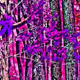 Unicorn-Forest-Camo