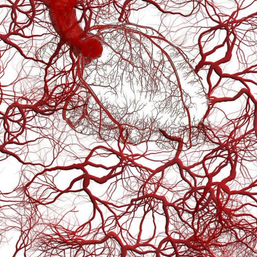 Vein Map 21