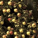 Victorian-Apple-Tree-Painting