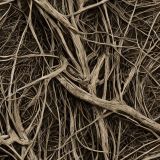 Vine-Wrapped-Tree