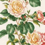 Vintage-Botanical-Illustration-54