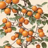Vintage-Orange-Trees