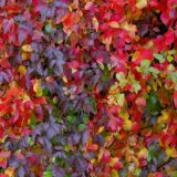 Virgina-Creeper-Vine-in-Autumn