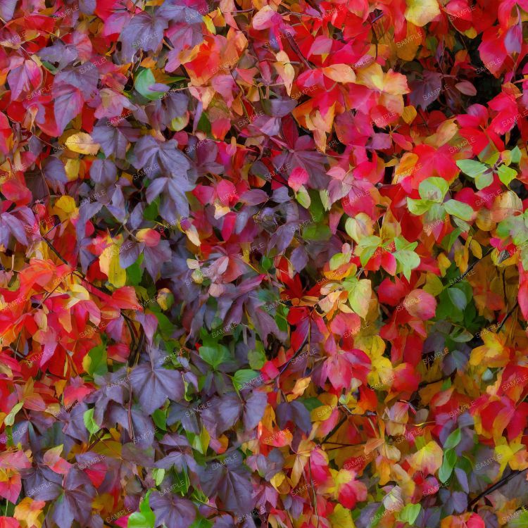Virgina Creeper Vine in Autumn
