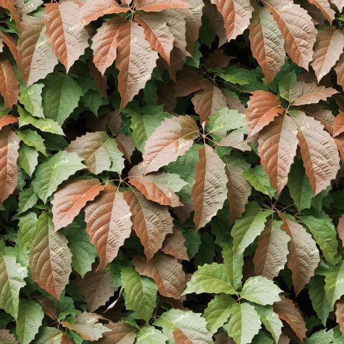 Virginia Creeper