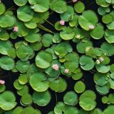 Water-Lillies
