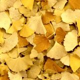 Wet-Ginko-Biloba-Fall