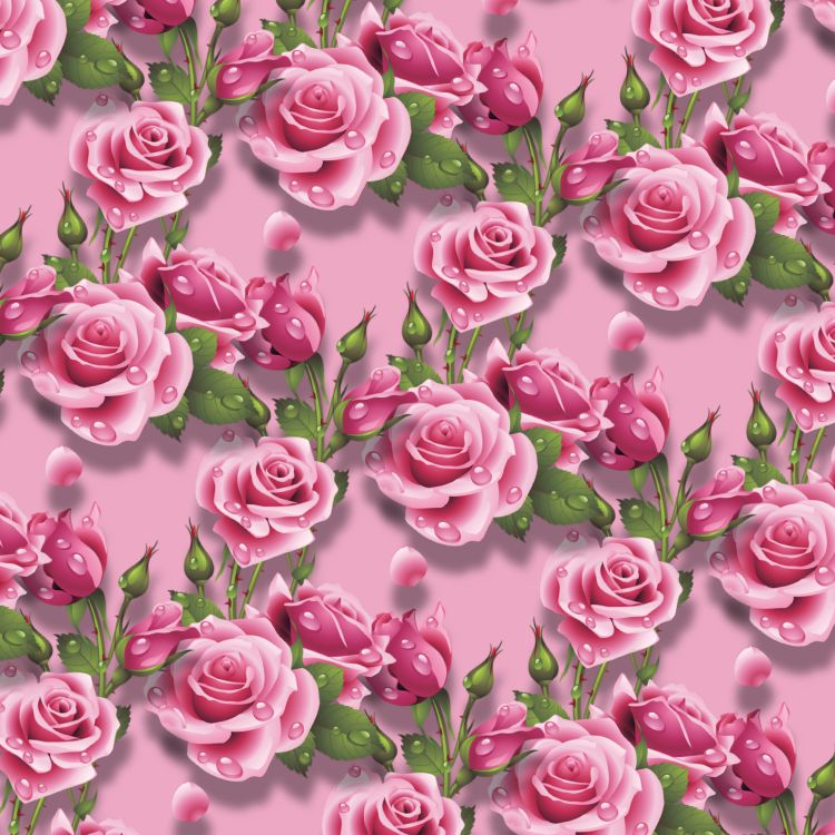 Wet Pink Roses 19