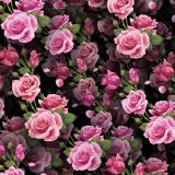 Wet-Pink-Roses-thumb