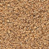 Wheat