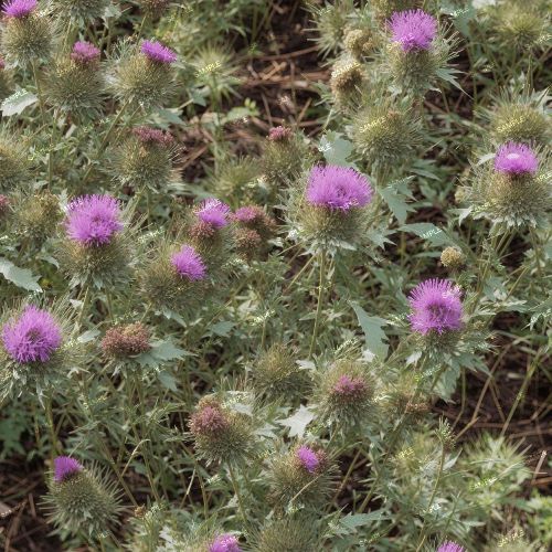 Wild Thistles