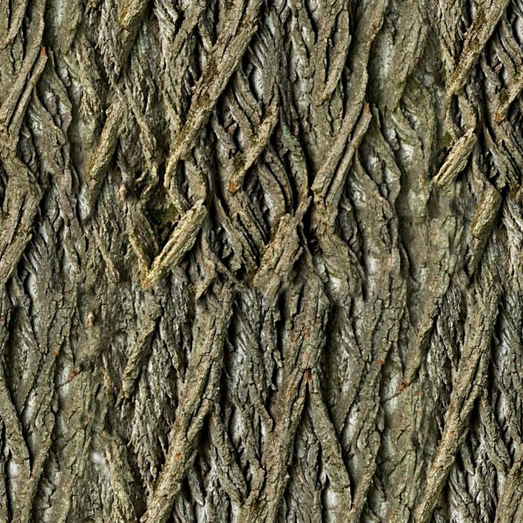 Willow Bark 24