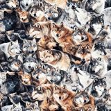 Wolves-Canis-Lupus