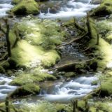 Woodland-Stream