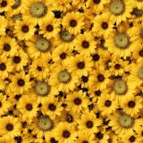 Yellow-Daises-42
