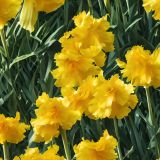Yellow-Gladiolas-42