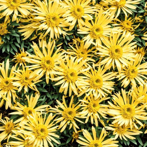 Yellow Quill Mammoth Mums